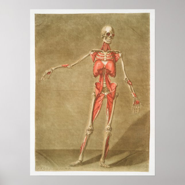Póster Anatomía médica de época vintage Diagrama anatómic (Frente)