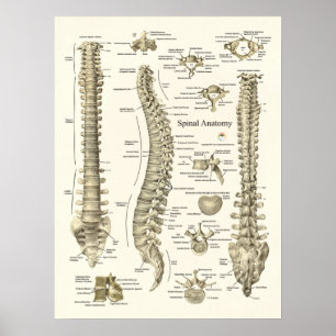 Póster Anatomía medular Poster de quiropráctica médica
