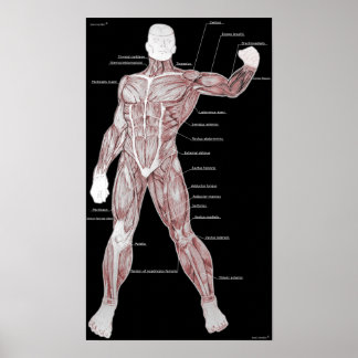 Póster Anatomía muscular