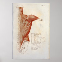 Anatomía muscular Cuello trasero Imprimir francés