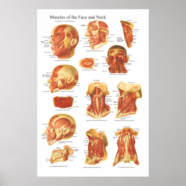 Póster Anatomía muscular de la cara y el cuello (Frente)