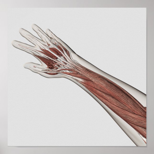 Póster Anatomía Muscular Del Brazo Y La Mano Humanos (Frente)