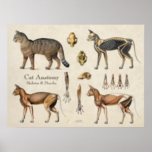 Póster Anatomía muscular esquelética del gato