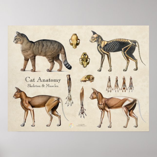 Póster Anatomía muscular esquelética del gato (Frente)