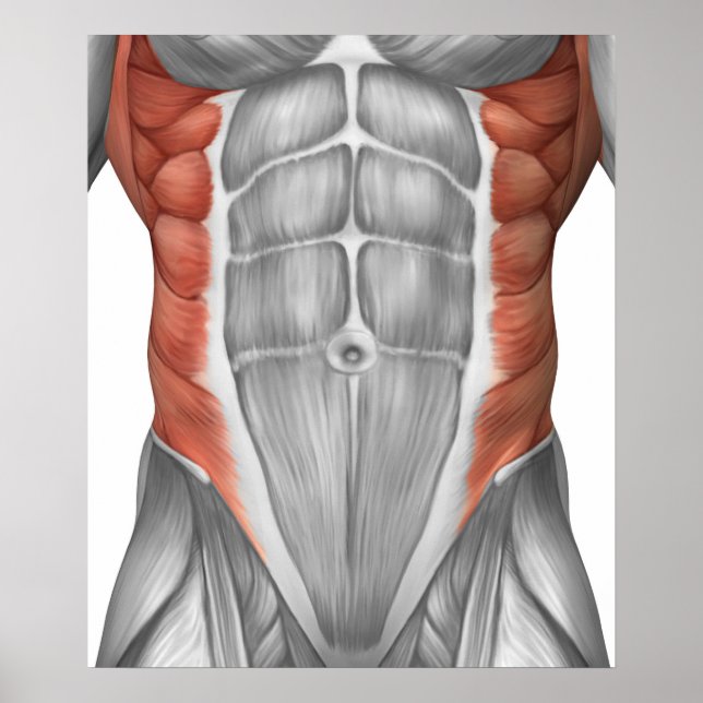 Póster Anatomía Muscular Masculina De La Pared Abdominal (Frente)