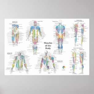 Póster Anatomía muscular posterior anterior