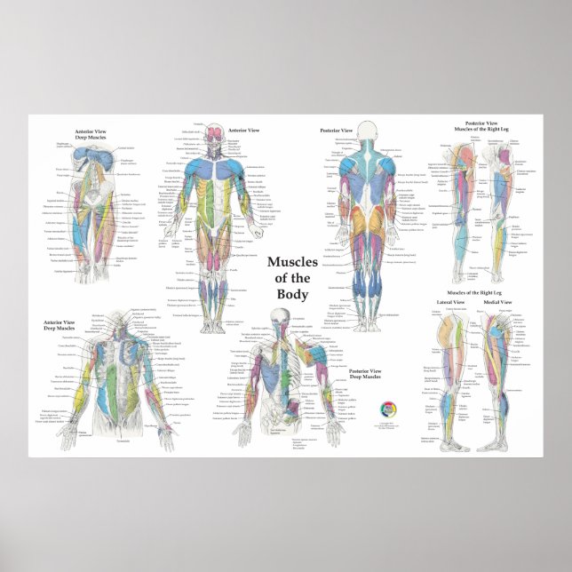 Póster Anatomía muscular posterior anterior (Frente)