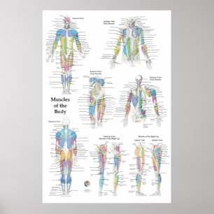 Póster Anatomía muscular posterior anterior