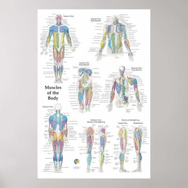 Póster Anatomía muscular posterior anterior (Frente)