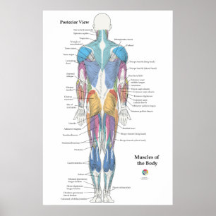 Póster Anatomía muscular vista posterior