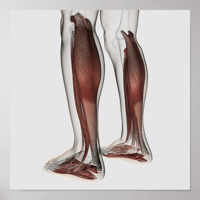 Póster Anatomía Músculo Masculino De Las Piernas Humanas, (Frente)