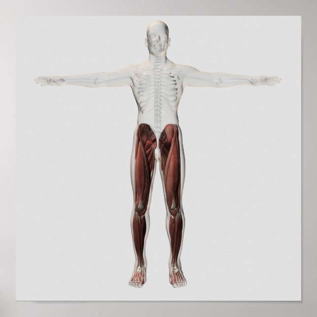 Póster Anatomía Músculo Masculino De Las Piernas Humanas, (Frente)