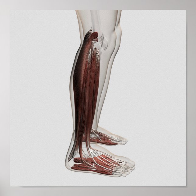 Póster Anatomía Músculo Masculino De Las Piernas Humanas, (Frente)