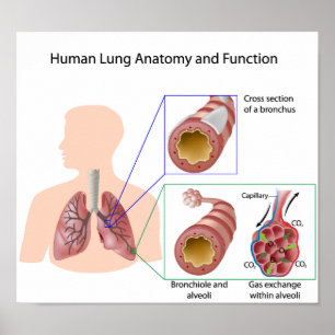 Póster Anatomía pulmonar humana y Poster de funciones