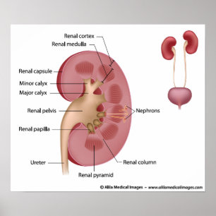 Póster Anatomía renal, diagrama marcado.