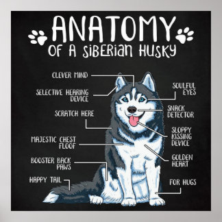 Póster Anatomía Siberian Husky