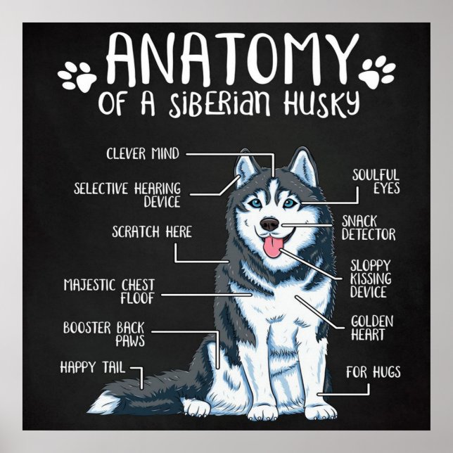 Póster Anatomía Siberian Husky (Frente)