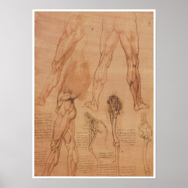 Póster Anatomía superficial de la extremidad inferior, Da (Frente)