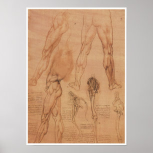 Póster Anatomía superficial de la extremidad más baja, da