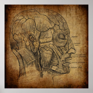 Póster Anatomía Vintage