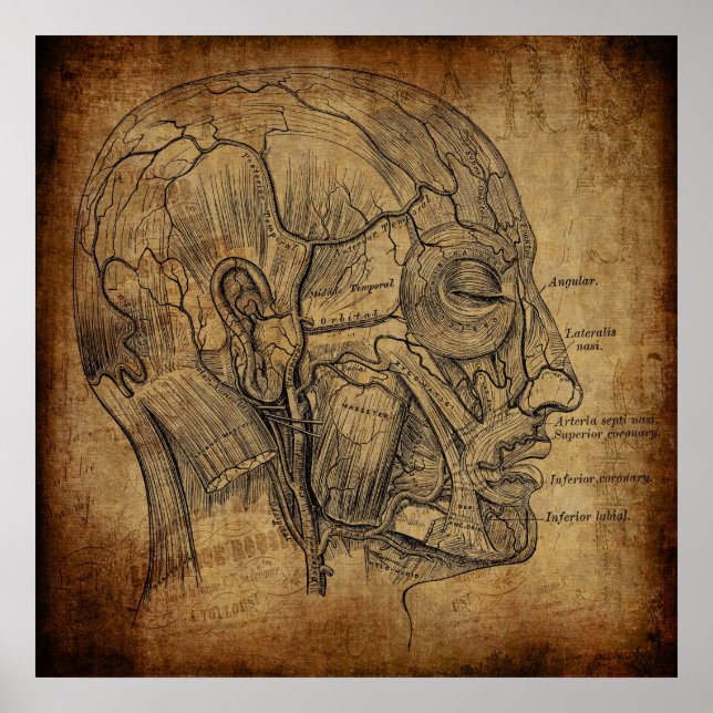 Póster Anatomía Vintage  (Frente)
