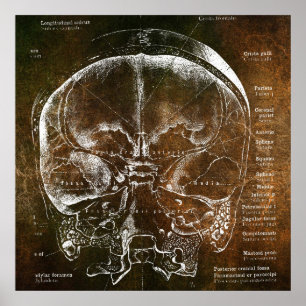 Póster Anatomía Vintage