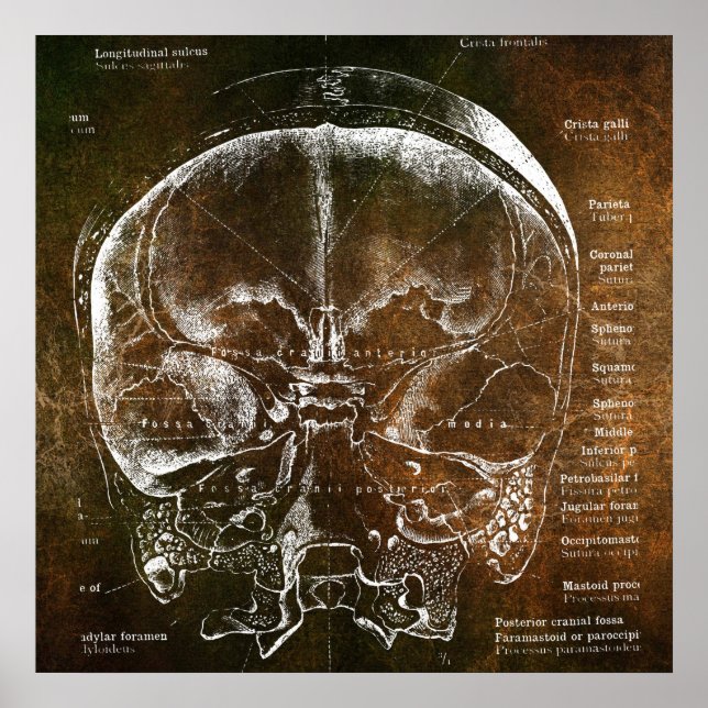 Póster Anatomía Vintage  (Frente)