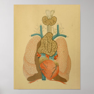 Póster Anatomía Vintage 1879 Pulmones cardíacos de impres