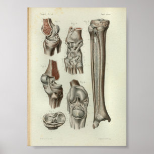 Póster Anatomía vintage Anatomía impresa en rodilla 1844