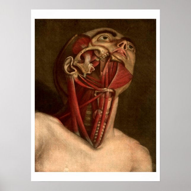 Póster Anatomía vintage | Cabeza y Cuello (Frente)