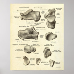 Póster Anatomía vintage Imprimir huesos de pies