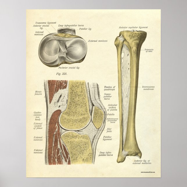 Póster Anatomía vintage Imprimir Huesos Knee (Frente)