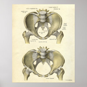 Póster Anatomía Vintage Imprimir Huesos Pelvis