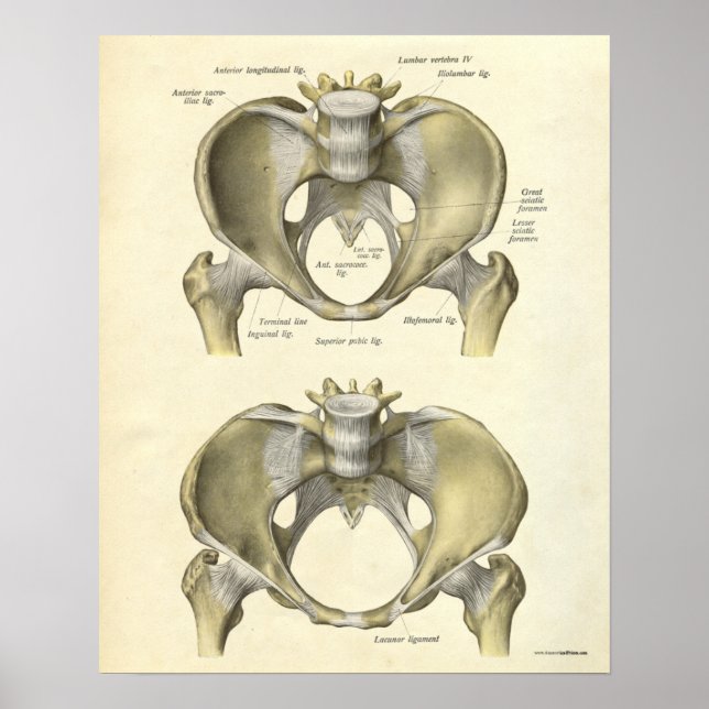 Póster Anatomía Vintage Imprimir Huesos Pelvis (Frente)