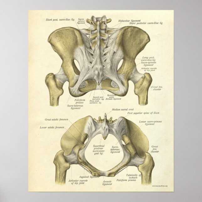Póster Anatomía Vintage Imprimir Huesos Pelvis (Frente)