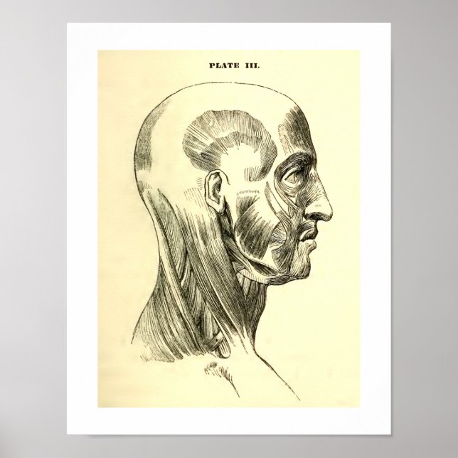 Póster Anatomía vintage | Músculos de la cabeza (alrededo (Frente)