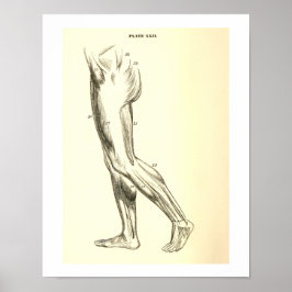 Póster Anatomía vintage | Músculos de la pierna II