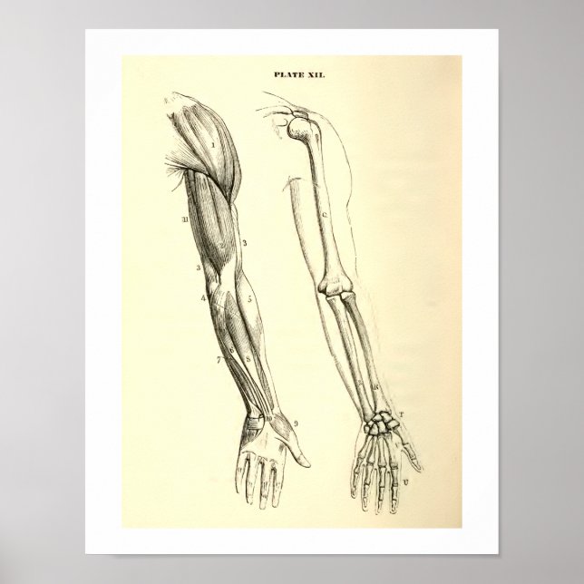 Póster Anatomía vintage | Músculos y huesos del brazo (Frente)