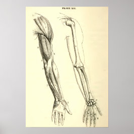 Póster Anatomía vintage | Músculos y huesos del brazo
