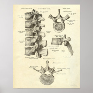 Póster Anatomía vintage Print Bones Lumbar Vertebra