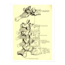 Anatomía vintage | Vertebrae