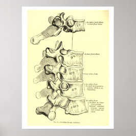 Póster Anatomía vintage | Vertebrae