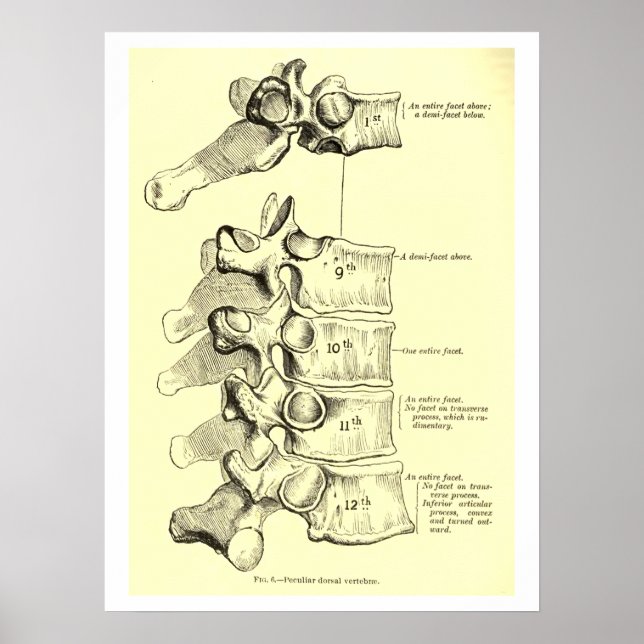 Póster Anatomía vintage | Vertebrae (Frente)