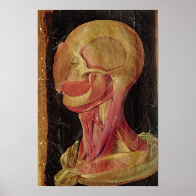 Póster Anatomical drawing of the human head (Frente)