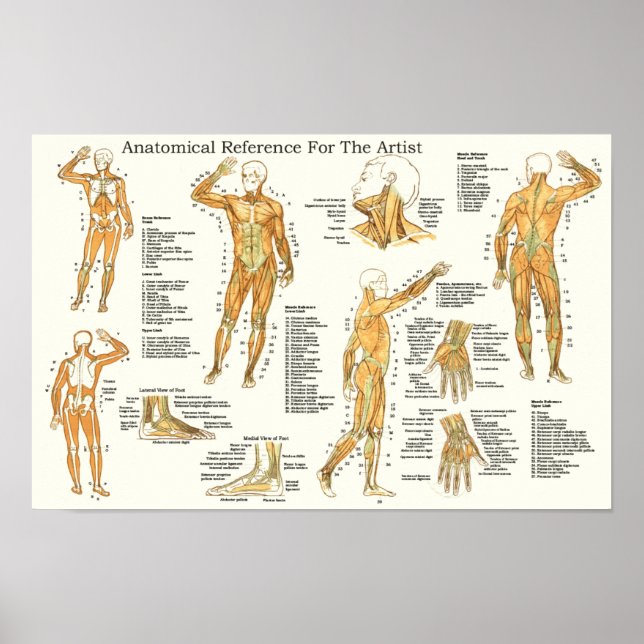 Póster Anatomical Reference for Artists Muscles (Frente)