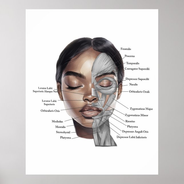 Póster Anatomy Face Print 3 (Frente)