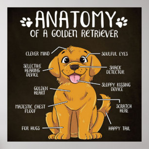 Póster Anatomy Golden Retriever   Golden Retriever Lover