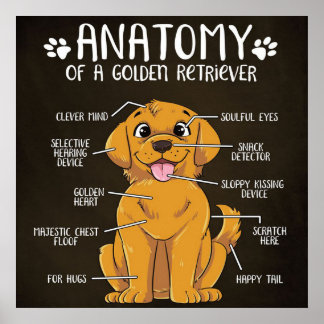 Póster Anatomy Golden Retriever | Golden Retriever Lover