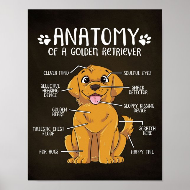 Póster Anatomy Golden Retriever | Golden Retriever Lover (Frente)