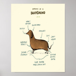 Póster Anatomy Of A Dachshund   Dachshund Dog Lovers